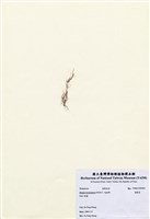 藏品(頭髮菜)的圖片